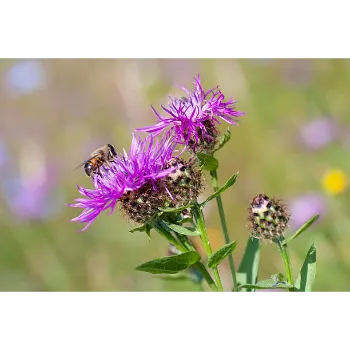 Organic Milk Thistle 